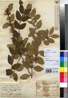 Image result for Acokanthera schimperi