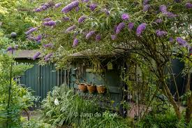 Image result for Buddleja davidii