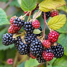 Image result for Rubus