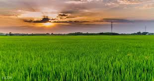 Provided to youtube by stem disintermedia inc.fields · giveonfields℗ 2018 medium, blossum entertainment, & twenty rulesreleased on: Fishing Rice Paddy Fields Day Tour From Hoi An