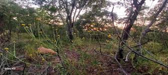 Image result for Schistostephium crataegifolium