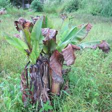 The banana aphid belongs to the genus pentalonia which comprises four species: Banana Aphid 103