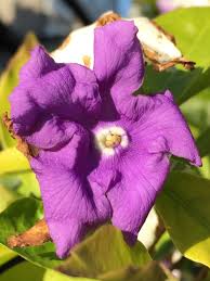 Image result for Brunfelsia americana