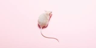 Since pests are living organisms requiring four basic needs for survival, which one of these needs, if their access to it is eliminated, will drastically reduce pests in your establishment? How To Get Rid Of Mice The Best Way To Get Rid Of Mice
