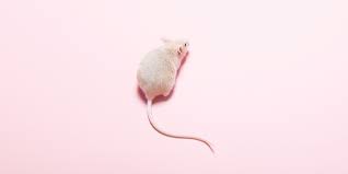 A pest control company will exterminate a whole host of creepy pests in your home. How To Get Rid Of Mice The Best Way To Get Rid Of Mice