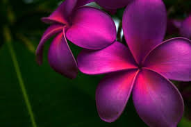 Pin On My Flowers