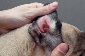 Image result for what do otodectes cynotis look like in dog fur