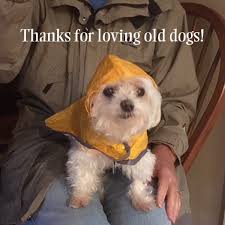Browse through our available animals… but be prepared to fall in love! Be An Odh Home Old Dog Haven
