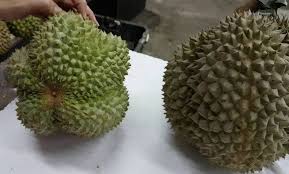 Menunjukkan cara penanaman pokok durian duri hitam / oci agar pokok cepat tumbuh dan membesar. Bibit Durian Duri Hitam Asli Bergaransi Tanamanmart
