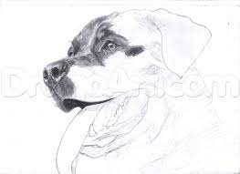 How To Draw A Realistic Rottweiler Step By Step Pets Animals Free Online Drawing Tutorial Added By Duskeyes969 Dog Face Paints Animal Drawings Dog Sketch