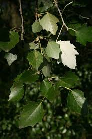 Image result for Populus ×  canescens