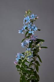 Image result for Oxypetalum coeruleum