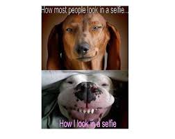 What I Think I Look Like What I Actually Look Like Funny Dog Pictures Funny Animal Pictures Dogs Doing Funny Things