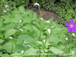 Image result for Heliotropium indicum