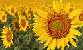 They are a natural decontaminator of soils and have been used to clean up soil at some of the world's biggest environmental disasters, including chernobyl and fukushima. Irish Pupils Create Packaging From Sunflower Stem Pith Bioplastics News
