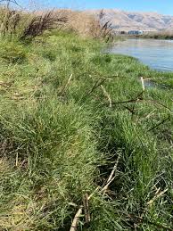 Image result for Paspalum vaginatum