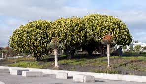 Image result for Euphorbia candelabrum