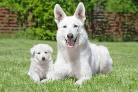 Check spelling or type a new query. White German Shepherds Temperament Behavior Health Care And Training Tips