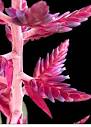 9″ Pink Tango (P.) – Bullis Bromeliads
