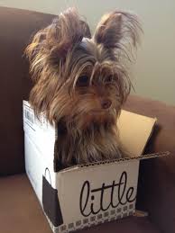 Black And Brown Yorkie Dog Pin By Little Black Bag On Little Black Bag Mascots Yorkie Dogs Yorkie Yorkie Puppy
