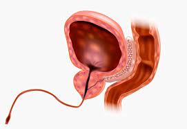 Urethra Definition Function And Structure Biology Dictionary