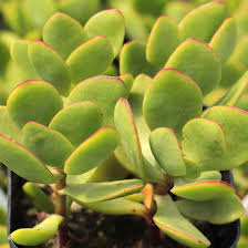 Image result for Crassula rhodesica