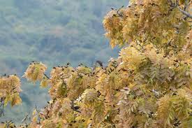 Image result for Julbernardia