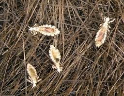 Dec 14, 2020 · lice appear on the hair in one of three forms: Hatching Lice Eggs Am I At Risk For Lice Eggs