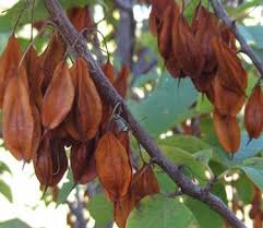Image result for Halesia