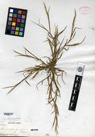 Image result for Paratheria