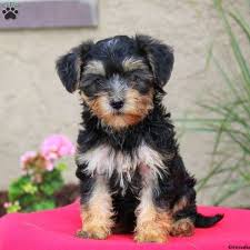Recently, we've noticed that for the majority of people the determining factor when buying a yorkshire terrier puppy is the price. Yorkie Mix Puppies For Sale Yorkie Mix Breed Info Greenfield Puppies
