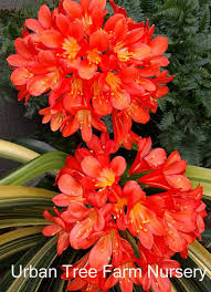 Image result for clivia