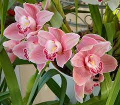 Last Year S 2012 Blooms It S Getting Ready For More This Year Cymbidium Orchid Care Orchids Bloom