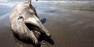 Oil Spills Can Disrupt Entire Aquatic Food Web New Study Shows Marine Animals Animals Oil Spill