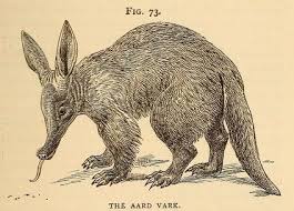 The Aard Vark American Types Of Animal Life 1894 Fabulous Beasts Animals Power Animal