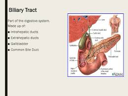 Interestingly, small stones can often cause the most trouble. Biliary Obstruction Biliary Stones Ppt Download