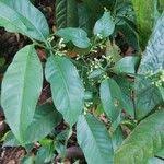 Image result for Rauvolfia mannii