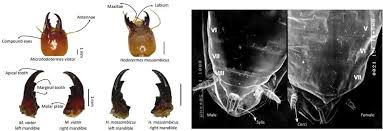Image result for Sarcophrynium schweinfurthianum