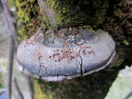 Image result for Phellinus pomaceus