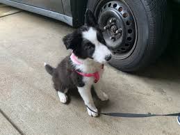 Buy and sell border collies puppies & dogs uk with freeads classifieds. Border Collie Puppies For Sale Pittsburgh Pa 331322