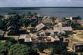 Image result for Pandanus chiliocarpus