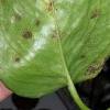 But what is the cause of black spots on succulents? 1