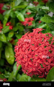 Image result for Combretaceae