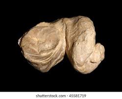 Image result for Requienia