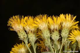 Image result for Pentanema