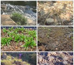 Image result for Xerophyta scabrida