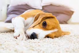 Maybe you would like to learn more about one of these? Pepcid Ac For Dogs Uses 2021 Guide