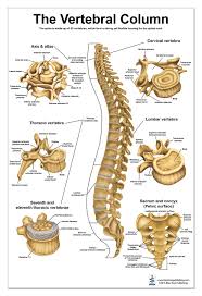 Learn this topic now at kenhub! The Vertebral Column Spine Anatomical Poster Size 24wx36t Amazon Com Industrial Scientific