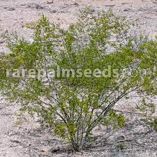 Para que sirve la gobernadora. Larrea Tridentata Gobernadora Compra Semillas En Rarepalmseeds Com