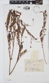 Image result for Aeschynomene nyassana